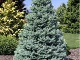 Sester Dwarf Blue Spruce Picea Pungens Sester Dwarf Dwarf Blue Spruce