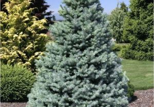 Sester Dwarf Blue Spruce Picea Pungens Sester Dwarf Dwarf Blue Spruce