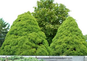 Sester Dwarf Blue Spruce why are My Dwarf Alberta Spruces Dropping Needles