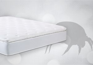 Sleep Number Bed How to Disassemble How to Remove Dust Mites From A Mattress European Bedding