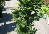 Slender Hinoki False Cypress Eco Terra Landscape Consultants