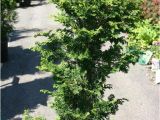 Slender Hinoki False Cypress Eco Terra Landscape Consultants