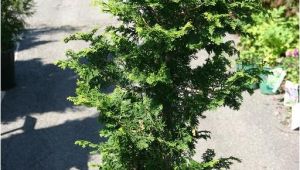 Slender Hinoki False Cypress Eco Terra Landscape Consultants