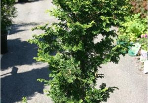 Slender Hinoki False Cypress Eco Terra Landscape Consultants