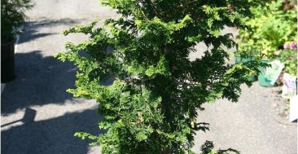 Slender Hinoki False Cypress Eco Terra Landscape Consultants