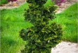 Slender Hinoki False Cypress Slender Hinoki Cypress the Tree Center