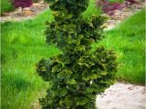 Slender Hinoki False Cypress Slender Hinoki Cypress the Tree Center