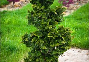 Slender Hinoki False Cypress Slender Hinoki Cypress the Tree Center