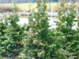 Slender Hinoki False Cypress Slender Hinoki False Cypress Plants4home