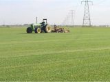 Sod Farms St Louis sod In St Louis southern Illinois Heartland Turf Farms