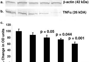 Spectrum Labs Quick Fix Plus Instructions the Flavonoid Quercetin Inhibits Proinflammatory Cytokine Tumor