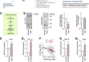 Spectrum Labs Quick Fix Plus Reviews 2019 A Trpv1 to Secretagogin Regulatory Axis Controls Pancreatic I Cell