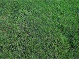 St Augustine Grass San Antonio 419 Tifway Bermuda without the Middle Man Mark Up Farm to Home