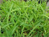 St Augustine Grass San Antonio How to Care for St Augustine Grass Dengarden