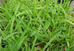 St Augustine Grass San Antonio How to Care for St Augustine Grass Dengarden