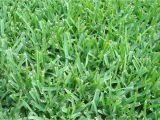 St Augustine Grass San Antonio is the Grass On Your Austin Lawn Native