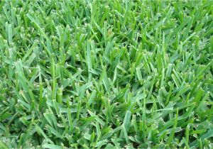 St Augustine Grass San Antonio is the Grass On Your Austin Lawn Native