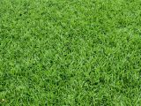 St Augustine Grass San Antonio Pin by Angelika Straua On Cut Pinterest Plants Grass and Garden