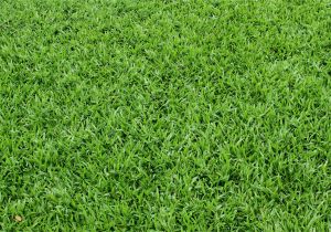 St Augustine Grass San Antonio Pin by Angelika Straua On Cut Pinterest Plants Grass and Garden