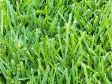 St Augustine Grass San Antonio St Augustine 3 Grass Plugs 36 Count Walmart Com