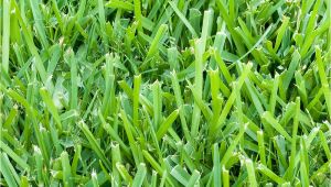 St Augustine Grass San Antonio St Augustine 3 Grass Plugs 36 Count Walmart Com