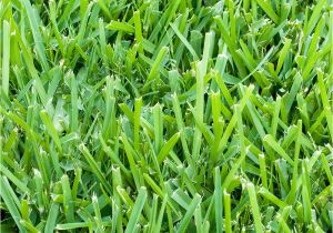 St Augustine Grass San Antonio St Augustine 3 Grass Plugs 36 Count Walmart Com