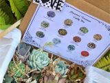 Succulent Treasures Candy Box Pre order Valentine Love Succulent Treasures Deluxe Candy