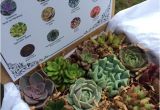 Succulent Treasures Candy Box Succulent Treasures Candy Box the original by