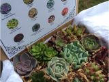 Succulent Treasures Candy Box Succulent Treasures Candy Box the original by