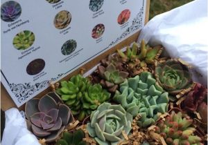 Succulent Treasures Candy Box Succulent Treasures Candy Box the original by