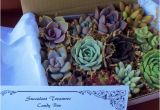 Succulent Treasures Candy Box Succulent Treasures Candy Box the original Etsy Box A Dozen