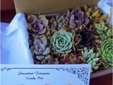 Succulent Treasures Candy Box Succulent Treasures Candy Box the original Etsy Box A Dozen