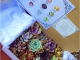 Succulent Treasures Candy Box Succulent Treasures Candy Box the original Etsy Box A Dozen