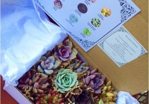 Succulent Treasures Candy Box Succulent Treasures Candy Box the original Etsy Box A Dozen