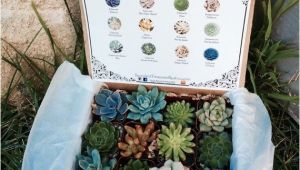 Succulent Treasures Candy Box Succulent Treasures Candy Box the original Etsy Box A Dozen