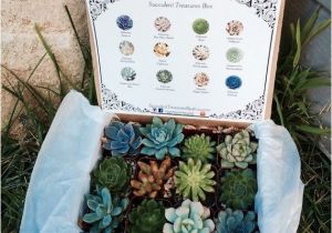 Succulent Treasures Candy Box Succulent Treasures Candy Box the original Etsy Box A Dozen