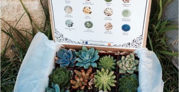 Succulent Treasures Candy Box Succulent Treasures Candy Box the original Etsy Box A Dozen