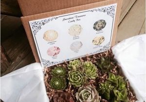 Succulent Treasures Candy Box Succulent Treasures Candy Box the original Etsy Box A Half