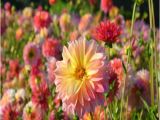 Swan island Dahlias Coupon Popular island Flowers Buy Cheap island Flowers Lots From