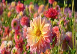 Swan island Dahlias Coupon Popular island Flowers Buy Cheap island Flowers Lots From