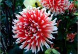 Swan island Dahlias Coupon Portland Dahlia society Bulletin