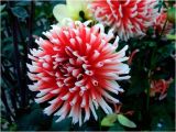 Swan island Dahlias Coupon Portland Dahlia society Bulletin