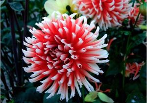 Swan island Dahlias Coupon Portland Dahlia society Bulletin