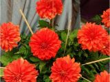 Swan island Dahlias Coupon Swan 39 S Olympic Flame Yelp