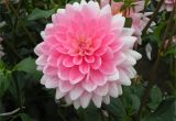 Swan island Dahlias Coupon Swan island Dahlia Festival Dahlias Pinterest