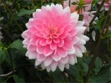 Swan island Dahlias Coupon Swan island Dahlia Festival Dahlias Pinterest