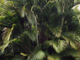 Tall Fake Palm Trees for Sale 11 Fascinating Facts About Palm Trees