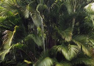 Tall Fake Palm Trees for Sale 11 Fascinating Facts About Palm Trees
