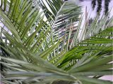 Tall Fake Palm Trees for Sale Canary Deluxe Palm Tree 210 Cm Maxifleur Artificial Plants