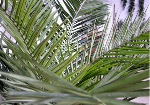 Tall Fake Palm Trees for Sale Canary Deluxe Palm Tree 210 Cm Maxifleur Artificial Plants